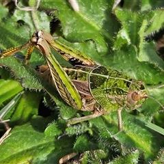 Perunga ochracea (Perunga grasshopper, Cross-dressing Grasshopper) at Mitchell, ACT - 22 Oct 2024 by Wolfdogg