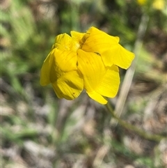 Goodenia pinnatifida (Scrambled Eggs) at Mitchell, ACT - 21 Oct 2024 by SteveBorkowskis