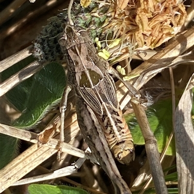 Perunga ochracea (Perunga grasshopper, Cross-dressing Grasshopper) at Mitchell, ACT - 22 Oct 2024 by SteveBorkowskis