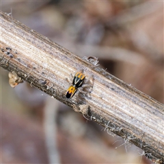 Maratus purcellae at Strathnairn, ACT - suppressed