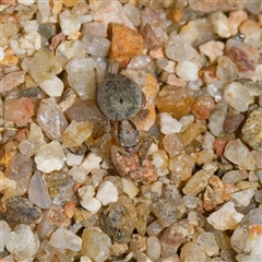 Maratus purcellae at Strathnairn, ACT - suppressed
