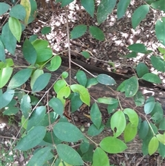 Rhodamnia rubescens (Scrub Turpentine, Brown Malletwood) at Pappinbarra, NSW - 22 Oct 2024 by jonvanbeest