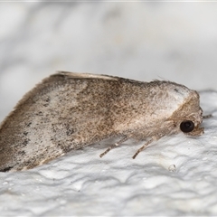 Mataeomera mesotaenia at Melba, ACT - 21 Oct 2024 09:05 PM