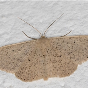 Scopula optivata at Melba, ACT - 21 Oct 2024 09:06 PM