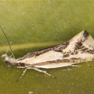 Thema macroscia at Melba, ACT - 21 Oct 2024 09:09 PM