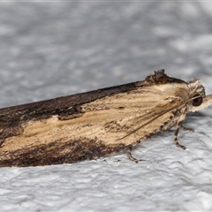 Cryptoptila immersana at Melba, ACT - 21 Oct 2024 10:18 PM