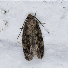 Barea codrella (A concealer moth) at Melba, ACT - 21 Oct 2024 by kasiaaus