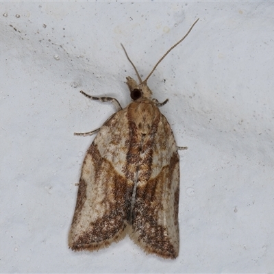 Epiphyas postvittana (Light Brown Apple Moth) at Melba, ACT - 21 Oct 2024 by kasiaaus