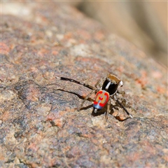 Maratus pavonis at Strathnairn, ACT - suppressed