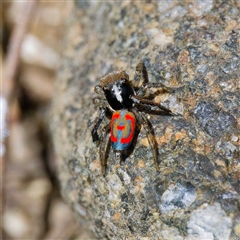 Maratus pavonis at Strathnairn, ACT - 22 Oct 2024