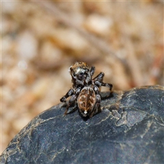 Maratus griseus (Jumping spider) at Strathnairn, ACT - 21 Oct 2024 by DPRees125