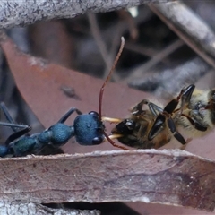 Myrmecia tarsata (Bull ant or Bulldog ant) at Colo Vale, NSW - 17 Oct 2024 by Curiosity