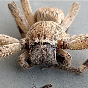 Neosparassus calligaster at Jerrabomberra, NSW - suppressed