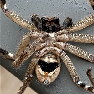 Neosparassus calligaster at Jerrabomberra, NSW - suppressed