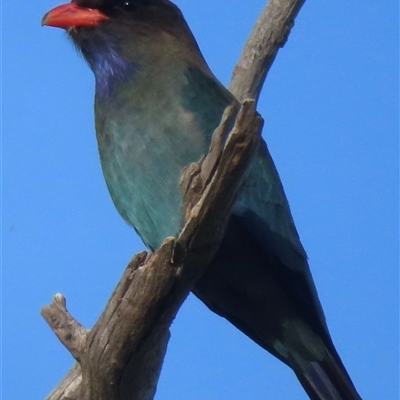 Eurystomus orientalis (Dollarbird) at Symonston, ACT - 22 Oct 2024 by RobParnell