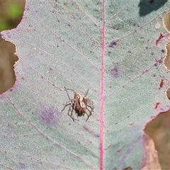 Oxyopes sp. (genus) (Lynx spider) at Symonston, ACT - 22 Oct 2024 by Mike