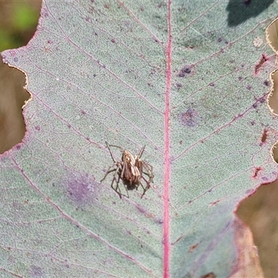 Oxyopes sp. (genus) (Lynx spider) at Symonston, ACT - 22 Oct 2024 by Mike