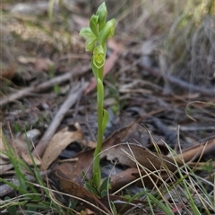 Hymenochilus muticus (Midget Greenhood) at Mount Clear, ACT - 21 Oct 2024 by BethanyDunne