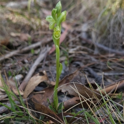 Hymenochilus muticus (Midget Greenhood) at Mount Clear, ACT - 21 Oct 2024 by BethanyDunne