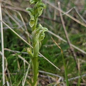 Hymenochilus crassicaulis at Mount Clear, ACT - 22 Oct 2024