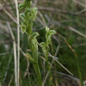 Hymenochilus crassicaulis at Mount Clear, ACT - 22 Oct 2024