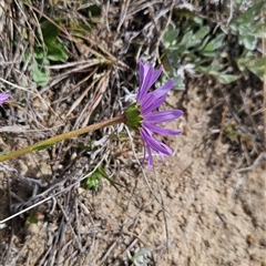 Calotis scabiosifolia var. integrifolia (Rough Burr-daisy) at Mount Clear, ACT - 22 Oct 2024 by BethanyDunne