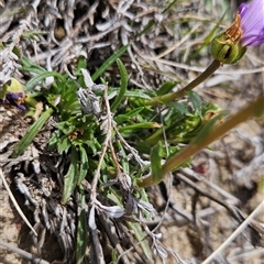 Calotis scabiosifolia var. integrifolia at Mount Clear, ACT - 22 Oct 2024