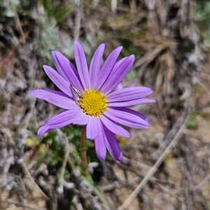 Calotis scabiosifolia var. integrifolia at Mount Clear, ACT - 22 Oct 2024