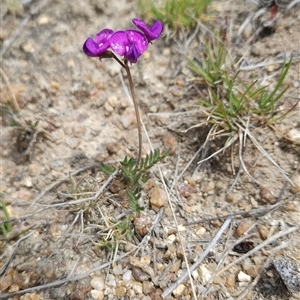 Swainsona sericea at Mount Clear, ACT - 22 Oct 2024