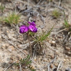 Swainsona sericea at Mount Clear, ACT - 22 Oct 2024