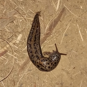 Limax maximus at Bonython, ACT - 22 Oct 2024 08:35 PM