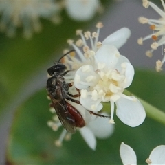 Lasioglossum (Homalictus) punctatum (A halictid bee) at Hall, ACT - 22 Oct 2024 by Anna123