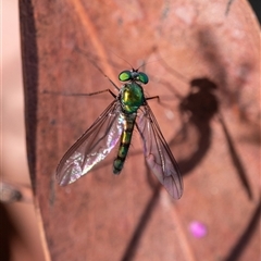 Heteropsilopus sp. (genus) (A long legged fly) at Penrose, NSW - 22 Oct 2024 by Aussiegall