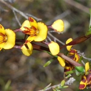 Diuris semilunulata at Tharwa, ACT - 22 Oct 2024