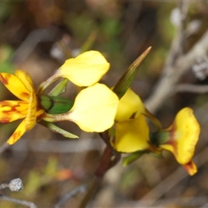 Diuris semilunulata at Tharwa, ACT - 22 Oct 2024