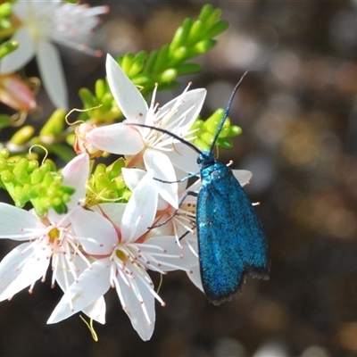 Pollanisus (genus) (A Forester Moth) at Tharwa, ACT - 22 Oct 2024 by Harrisi