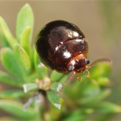 Paropsisterna rufipes (Eucalyptus leaf beetle, Red-footed leaf beatle) at Tharwa, ACT - 22 Oct 2024 by Harrisi