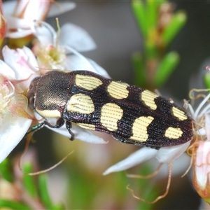 Castiarina decemmaculata at Kambah, ACT - 22 Oct 2024