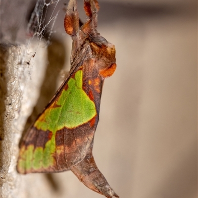 Aenetus ligniveren (Common Splendid Ghost Moth) at Penrose, NSW - 22 Oct 2024 by Aussiegall