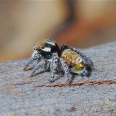 Maratus plumosus (Plumed Peacock Spider) at Kambah, ACT - 22 Oct 2024 by Harrisi