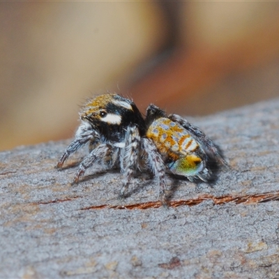 Maratus plumosus (Plumed Peacock Spider) at Kambah, ACT - 22 Oct 2024 by Harrisi