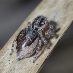 Maratus plumosus at Uriarra Village, ACT - 22 Oct 2024 06:27 PM