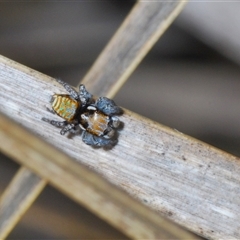 Maratus plumosus at Uriarra Village, ACT - 22 Oct 2024 06:27 PM