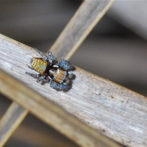 Maratus plumosus at Uriarra Village, ACT - 22 Oct 2024 06:27 PM