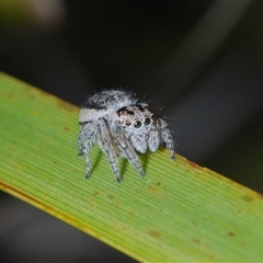 Maratus plumosus at Uriarra Village, ACT - 22 Oct 2024 06:27 PM