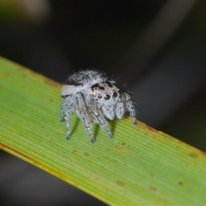 Maratus plumosus at Uriarra Village, ACT - 22 Oct 2024 06:27 PM