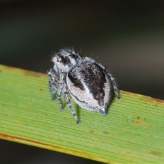 Maratus plumosus at Uriarra Village, ACT - 22 Oct 2024 06:27 PM