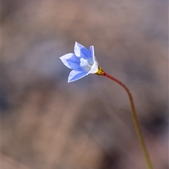 Wahlenbergia sp. at Penrose, NSW - 22 Oct 2024 by Aussiegall