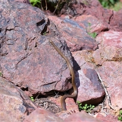 Pseudonaja textilis (Eastern Brown Snake) at Acton, ACT - 22 Oct 2024 by TimL