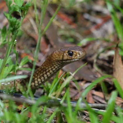 Pseudonaja textilis (Eastern Brown Snake) at Acton, ACT - 22 Oct 2024 by TimL